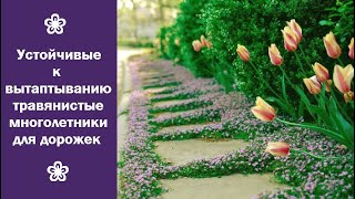 ❀ Устойчивые к вытаптыванию травянистые многолетники для дорожек [upl. by Barbabra571]