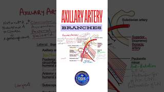 Axillary artery branches anatomy shorts axillaryarteryanatomy [upl. by Stalder984]