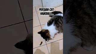 Persian Cat Coughs Out Hairball [upl. by Barboza207]