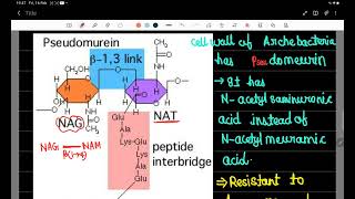 pseudomeurin and peptidoglycan l Archebacteria csirnet [upl. by Lasser733]