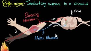 Reflex action amp reflex arc  Control amp Coordination  Biology  Khan Academy [upl. by Erdnaet]