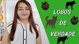 AULA DE PORTUGUÊS  LOBOS DE VERDADE [upl. by Bethezel]