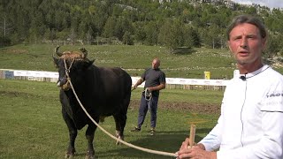 MEDAN GOROSTAS U RAKITNU PONOS LJUBIČIĆA TEŽAK PREKO 1200 KG [upl. by Halbert328]