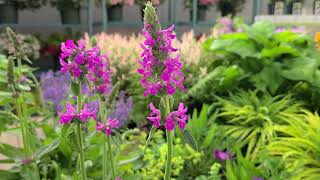 Stachys Summer Romance Betony  Easy to Grow perennial with strong sturdy spikes of color [upl. by Joane]