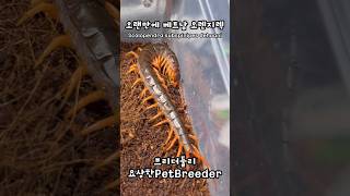 베트남 오렌지렉은 오랜만이지  Scolopendra subspinipes dehaani  Vietnam orange legs centipede [upl. by Newfeld]