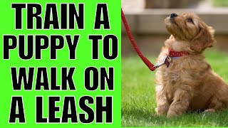 How To TRAIN A Puppy To Walk On A Leash EASIEST WAY [upl. by Sammons]