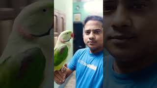 talkingparrot shorts trending viralvideo mitthubirds shorts youtubeshorts [upl. by Suzette]