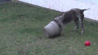 CUTE CRAZY German Shorthaired PointerYou Wont Believe What He Does With a Flower Pot [upl. by Drud809]