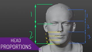 Head Proportions For Artists [upl. by Nylzaj]