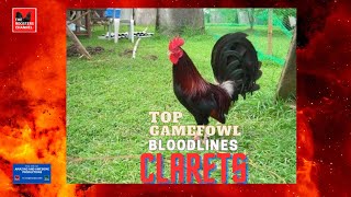 TOP GAMEFOWL BLOODLINES  CLARETS [upl. by Amiarom]