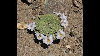 WFSTodd BolandSpring Wildflowers of Patagonia Part 1Alpine and Woodlanders March 12 2024 [upl. by Assirol]