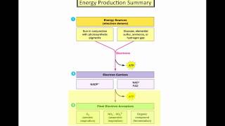 Microbial Metabolism  Part 4mp4 [upl. by Wyne]