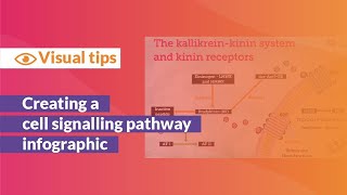 Building a Graphical Abstract of a Cell Signalling Pathway [upl. by Kevina]