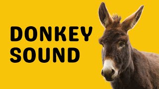 Donkey Sound  Bray [upl. by Lopez152]