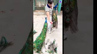 Attractive peacock feathers peacock shorts bdsports love song bollywood hindisong [upl. by Reeher534]