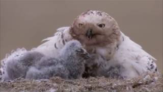 Snowy Owl [upl. by Anallise635]