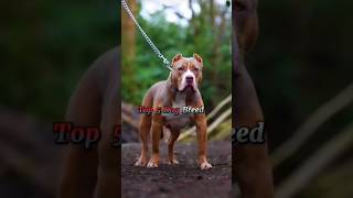 Top 5 Best Dog Breed 🤯 canecorso shorts pittbull viral germanshepherd [upl. by Amzaj]