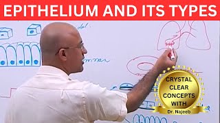 Epithelium and its Types🩺 [upl. by Annasiul]