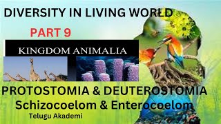 Diversity in living world part9 kingdomanimalia kingdom schizocoelom protostomia deuterostomia [upl. by Hyrup]