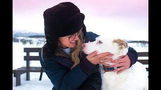 MEETING 300 HUSKIES TROMSØ NORWAY [upl. by Valdes]