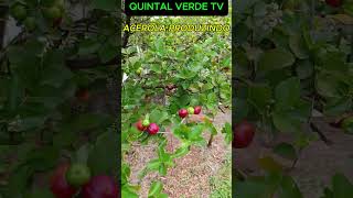 ATUALIZAÇÃO PODA DA ACEROLA Shorts 1891 frutiferas plants plantas estaquia [upl. by Alaham84]