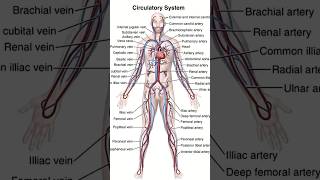 Circulatory system  human body [upl. by Lucretia]