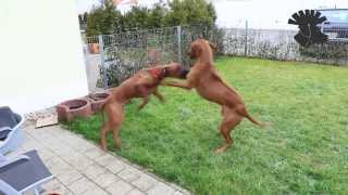 Rhodesian Ridgebacks  rough play  ATTACK [upl. by Olympia928]