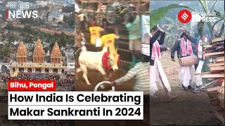 Makar Sankranti 2024 From Assam To Tamil Nadu This How India Is Celebrating Makar Sankranti [upl. by Assela377]