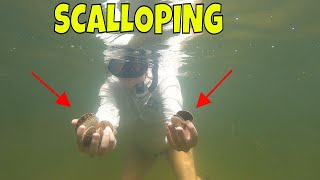 Steinhatchee Florida SCALLOPING  Finding bay scallops in crystal clear water [upl. by Groark929]