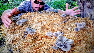 How To Grow Mushrooms The EASY Way No Sterilization [upl. by Brass]