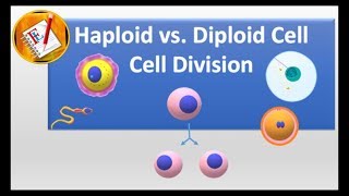 Haploid vs Diploid cell and Cell division [upl. by Leivad]