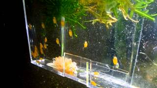 Bristlenose Pleco wigglers [upl. by Gianni]