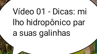 Alimentos para suas galinhas [upl. by Ahseid470]