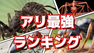 対決世界最強アリランキング～strongest ant～ [upl. by Ange]