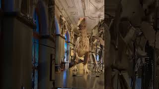 Trex in Vienna 🇦🇹 funny Vienna naturhistorischesmuseumwien rooar dinos [upl. by Richel]