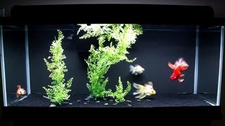 ♡ Goldfish Tank  New Decor ♡ [upl. by Aihsemaj]