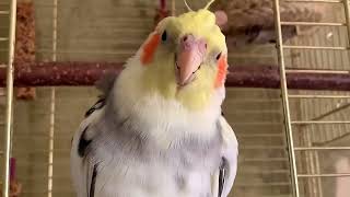 Corella parrot Gosha defends his house [upl. by Lamrouex5]