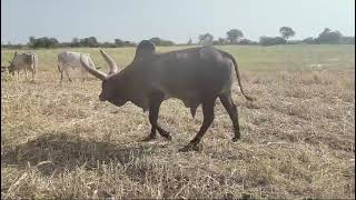 indian gujaratgircowtheprideofindia cow bull guzera samaj farming [upl. by Brouwer]