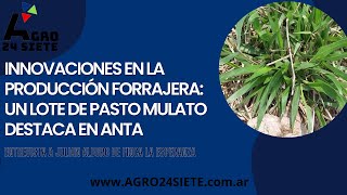 Innovaciones en la producción forrajera un lote de pasto mulato destaca en Anta [upl. by Olimreh]