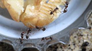 Pheidole pallidula feeding on walnut fressen eine Walnuss [upl. by Taite31]