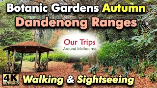 Botanic Gardens Olinda Dandenong Ranges Melbourne Autumn 4K Walk Cinematic Travel Vlog Tour Victoria [upl. by Rora709]