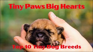 Top 10 Tiny Dog Breeds🐾 Teacup Dog small Dog breeds [upl. by Remington476]