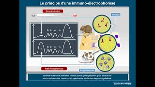 Questce quune immunoélectrophorèse [upl. by Grani]