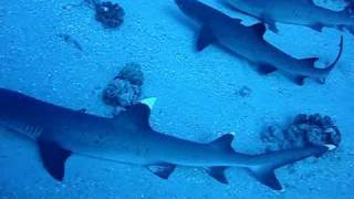 13 White Tips Molokini Shark Condos [upl. by Siuqram]