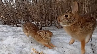 Cottontails scuffle again over late winter food [upl. by Schifra]