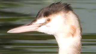 Great Crested Grebe at Bembridge Harbour [upl. by Pickering97]