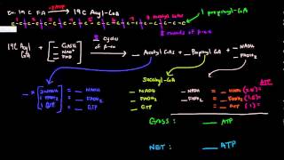 Fatty Acid Metabolism Part 7 of 8  Odd Numbered Fatty Acid Energy Calculation [upl. by Sandry]