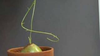 Time Lapse Climbing Onion  Bowiea Volubilis [upl. by Ahsiri]