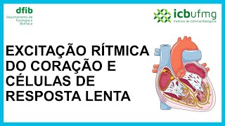 Excitação Rítmica do Coração e Células de Resposta Lenta [upl. by Goodrich]