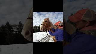 HOW TO TURN A LEAD ROPE INTO REINSRIDING IN A HALTER🐎shortshorseshorseriding [upl. by Uamak107]